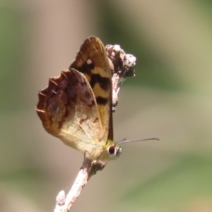 Heteronympha banksii at Paddys River, ACT - suppressed