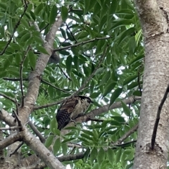 Eudynamys orientalis (Pacific Koel) at Jerrabomberra, NSW - 1 Mar 2023 by Mavis