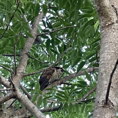 Eudynamys orientalis (Pacific Koel) at Jerrabomberra, NSW - 1 Mar 2023 by Mavis