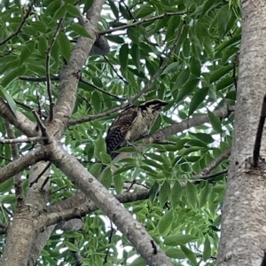 Eudynamys orientalis at Jerrabomberra, NSW - 1 Mar 2023