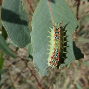 Doratifera quadriguttata at Belconnen, ACT - 1 Mar 2023 04:27 PM