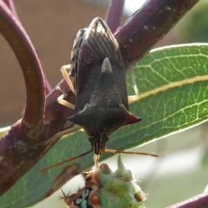 Doratifera quadriguttata at Belconnen, ACT - 1 Mar 2023 04:27 PM