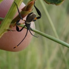 Mictis profana (Crusader Bug) at Belconnen, ACT - 28 Feb 2023 by JohnGiacon