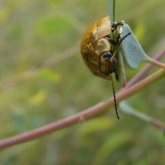 Paropsisterna cloelia (Eucalyptus variegated beetle) at Belconnen, ACT - 28 Feb 2023 by JohnGiacon