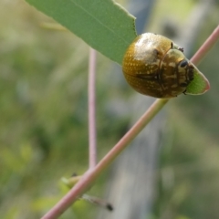 Paropsisterna cloelia at Belconnen, ACT - 28 Feb 2023 05:57 PM