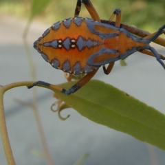 Amorbus sp. (genus) (Eucalyptus Tip bug) at Emu Creek - 28 Feb 2023 by JohnGiacon