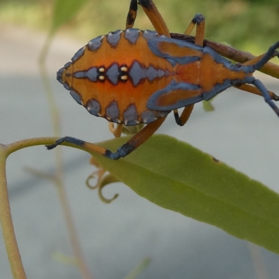 Amorbus sp. (genus) (Eucalyptus Tip bug) at Flea Bog Flat to Emu Creek Corridor - 28 Feb 2023 by JohnGiacon