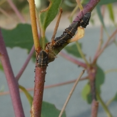 Eurymeloides sp. (genus) (Eucalyptus leafhopper) at Flea Bog Flat to Emu Creek Corridor - 28 Feb 2023 by JohnGiacon