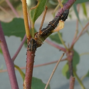 Eurymeloides sp. (genus) at Belconnen, ACT - 28 Feb 2023