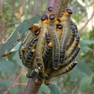 Pseudoperga sp. (genus) at Belconnen, ACT - 28 Feb 2023