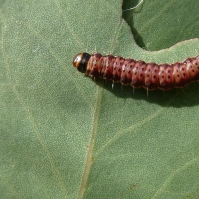 Pyraloidea immature unidentified (Pyraloidea caterpillar / pupa) at Emu Creek - 28 Feb 2023 by JohnGiacon