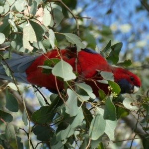 Platycercus elegans at Belconnen, ACT - 28 Feb 2023