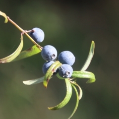 Santalum obtusifolium (Coastal Sandalwood) at Broulee, NSW - 17 Feb 2023 by LisaH