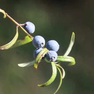 Santalum obtusifolium (Coastal Sandalwood) at Broulee, NSW - 17 Feb 2023 by LisaH