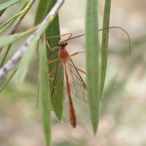 Dicamptus fuscicornis at Murrumbateman, NSW - 28 Feb 2023 01:46 PM