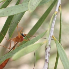 Dicamptus fuscicornis at Murrumbateman, NSW - 28 Feb 2023