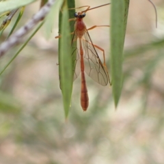 Dicamptus fuscicornis at Murrumbateman, NSW - 28 Feb 2023 01:46 PM