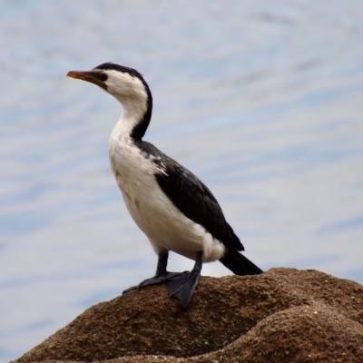 Microcarbo melanoleucos (Little Pied Cormorant) at Moruya, NSW - 17 Feb 2023 by LisaH