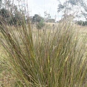 Carex tereticaulis at Lake George, NSW - 1 Mar 2023