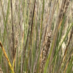 Carex tereticaulis at Lake George, NSW - 1 Mar 2023