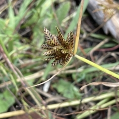 Cyperus sanguinolentus (A Sedge) at Lake George, NSW - 1 Mar 2023 by JaneR