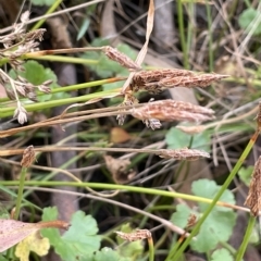 Eleocharis atricha (Tuber Spikerush) at Sweeney's TSR - 1 Mar 2023 by JaneR