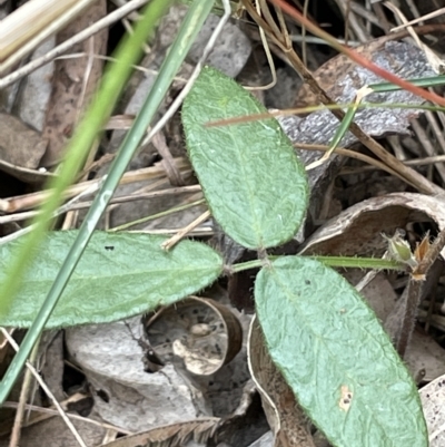 Grona varians (Slender Tick-Trefoil) at Lake George, NSW - 28 Feb 2023 by JaneR