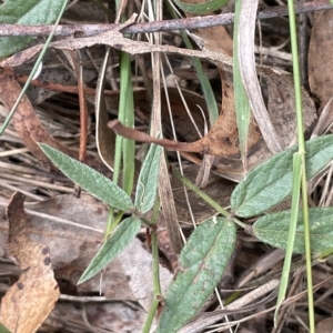 Grona varians at Lake George, NSW - 1 Mar 2023 10:15 AM