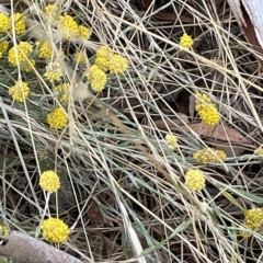 Calocephalus citreus (Lemon Beauty Heads) at Lake George, NSW - 28 Feb 2023 by JaneR