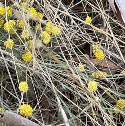 Calocephalus citreus (Lemon Beauty Heads) at Sweeney's Travelling Stock Reserve - 28 Feb 2023 by JaneR