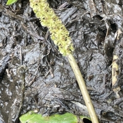 Potamogeton sulcatus at Lake George, NSW - 1 Mar 2023 12:24 PM