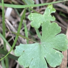 Hydrocotyle sibthorpioides at Lake George, NSW - 1 Mar 2023