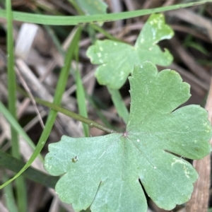 Hydrocotyle sibthorpioides at Lake George, NSW - 1 Mar 2023