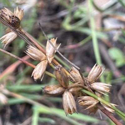 Juncus homalocaulis (A Rush) at Lake George, NSW - 1 Mar 2023 by JaneR