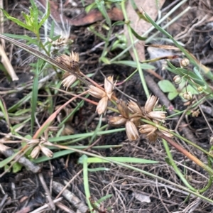 Juncus homalocaulis at Lake George, NSW - 1 Mar 2023