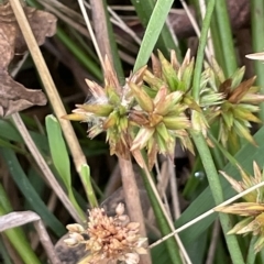 Juncus fockei (A Rush) at Lake George, NSW - 1 Mar 2023 by JaneR