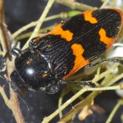Castiarina bremei (A jewel beetle) at Lower Cotter Catchment - 28 Feb 2023 by Harrisi