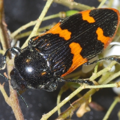 Castiarina bremei (A jewel beetle) at Cotter River, ACT - 28 Feb 2023 by Harrisi