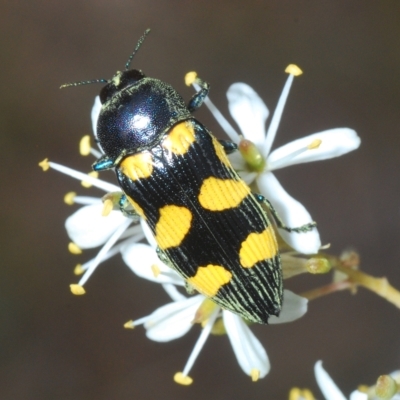 Castiarina australasiae (A jewel beetle) at Lower Cotter Catchment - 28 Feb 2023 by Harrisi