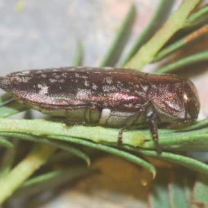 Diphucrania acuducta at Molonglo Valley, ACT - 1 Mar 2023 05:26 PM