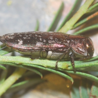 Diphucrania acuducta (Acuducta jewel beetle) at Molonglo Valley, ACT - 1 Mar 2023 by Harrisi