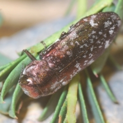 Diphucrania acuducta at Molonglo Valley, ACT - 1 Mar 2023