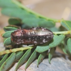 Diphucrania acuducta at Molonglo Valley, ACT - 1 Mar 2023 05:26 PM