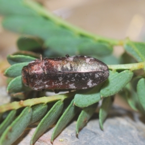 Diphucrania acuducta at Molonglo Valley, ACT - 1 Mar 2023