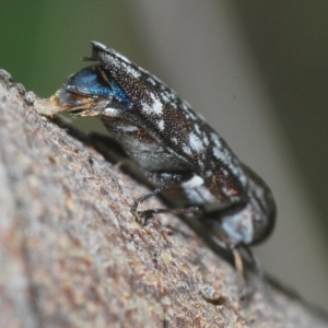 Diphucrania acuducta at Molonglo Valley, ACT - 1 Mar 2023