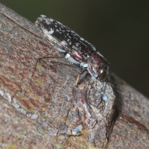 Diphucrania acuducta at Molonglo Valley, ACT - 1 Mar 2023 05:26 PM