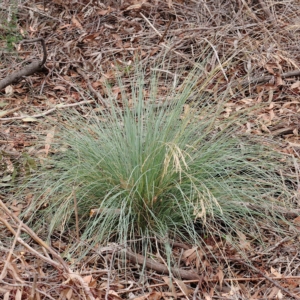 Poa sieberiana at O'Connor, ACT - 28 Feb 2023 09:09 AM