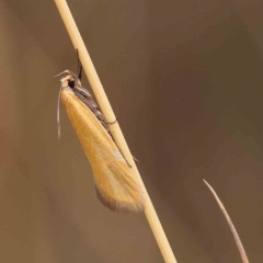 Eulechria electrodes (Yellow Eulechria Moth) at O'Connor, ACT - 20 Jan 2023 by ConBoekel