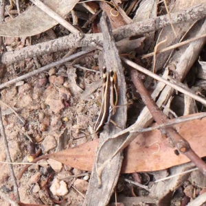 Macrotona australis at O'Connor, ACT - 21 Jan 2023 11:23 AM