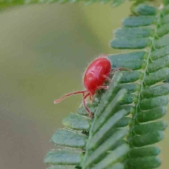 Trombidiidae (family) (Red velvet mite) at O'Connor, ACT - 21 Jan 2023 by ConBoekel